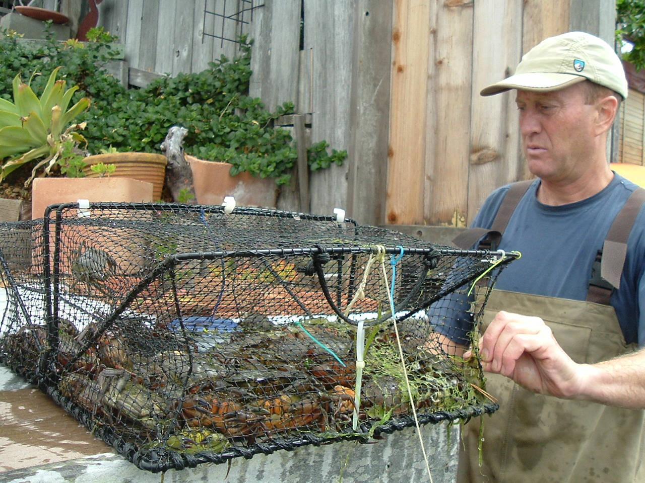Ted Grosholz with European Green Crabs