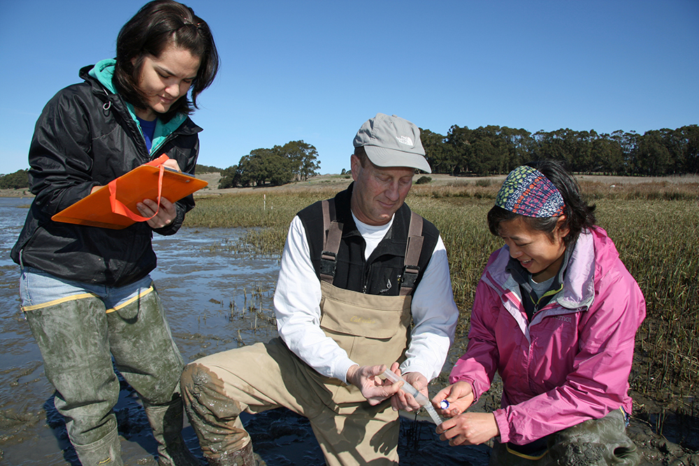 Professor and Cooperative Extension Specialist Ted Grosholz (center) has a research site on San Francisco Bay to study the effects of an invasive Spartina cordgrass on native Spartina(pictured) and other organisms. With him in this photo are junior specialist Jessica Couture (left) and post-doctoral researcher Sylvia Yang (right), both members of the Grosholz lab in the Department of Environmental Science and Policy at UC Davis. (Photo by John Stumbos/UC Davis)